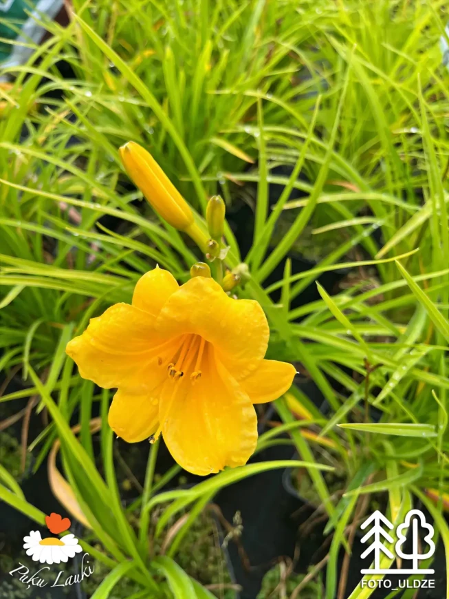 Hemerocallis   'Stella de Oro'
